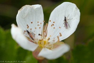 Diptera (Empididae) na kwiatach Rubus chamaemorus