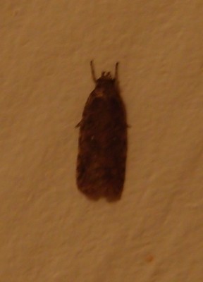 Motyl (14), Szczeglacin, 10.16(Komp).jpg