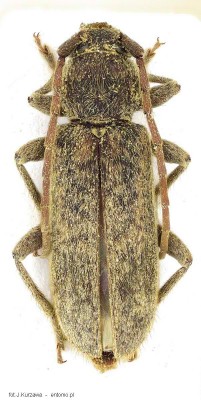 Trichoferus griseus (Poland) _2.jpg