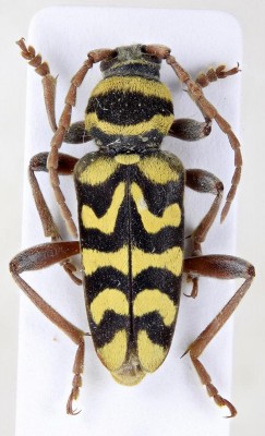 Neoplagionotus andreui (Fuente, 1908).jpg