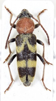 Chlorophorus niehuisi Adlbauer, 1992.jpg