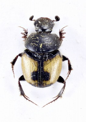 Onthophagus (Palaeonthophagus) cruciatus Ménétriés, 1832.jpg