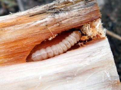 Saperda similis - młoda, jednoroczna larwa w żerowisku w pniu iwy