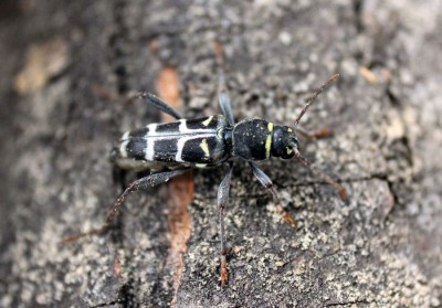 X. ibex, Białowieża, ex larva V.2017