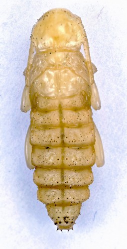 Rusticoclytus rusticus (dorsal view).jpg