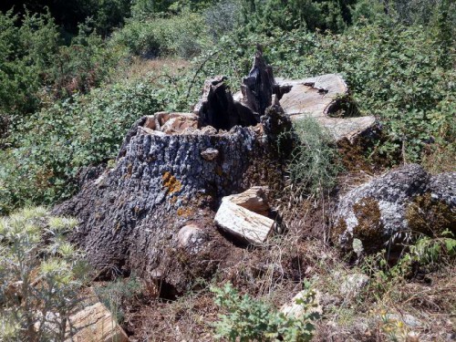 Smutna pozostałość wiekowego dębu w okolicach Aghios Triada