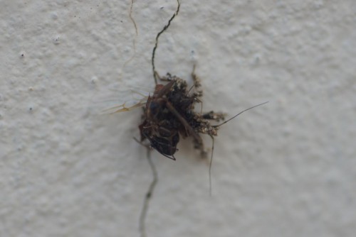 Morderca mrówek.jpg