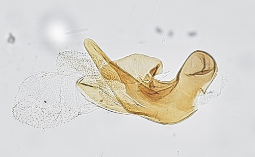 Male genitalia (aedeagus)