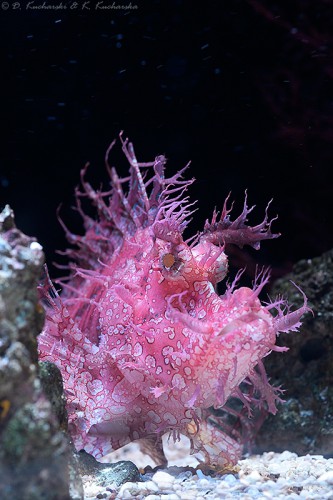 Drapieżna ryba z raf koralowych