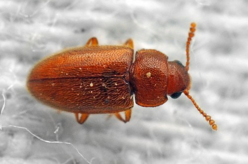 Coleoptera sp.jpg