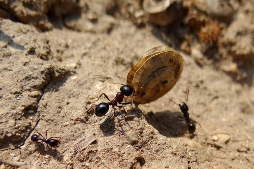 Nasiona zbierane przez mrówki.jpg