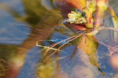 Foto. 2 <br />Tężnica wytworna (Ischnura elegans) - samica składa jaja pod wodą