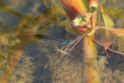 Foto. 3 <br />Tężnica wytworna (Ischnura elegans) - samica składa jaja pod wodą