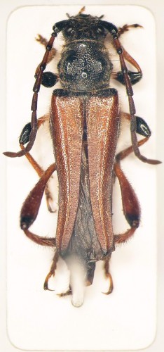 stenopterus_rufus_geniculatus.JPG
