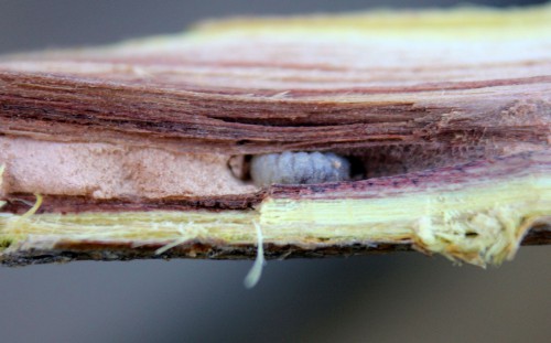 one-year-old larva in living Caragana twig
