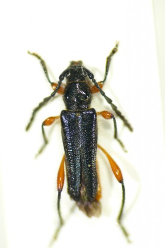 Callimus (Procallimus) semicyaneus female.JPG