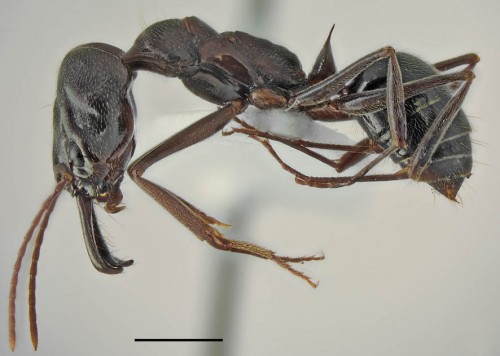 Odontomachus troglodytes, robotnica z boku