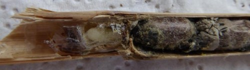 7 - kokony murarki, z drugiej strony kolanka chyba larwa Halyeusa.JPG
