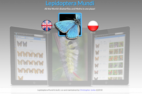 lepidopteramundi.png