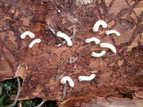 Acanthocinus reticulatus - wydobyte spod kory larwy &quot;w średnim wieku&quot;.