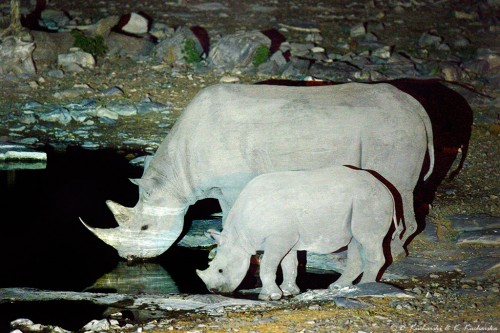 Nosorożec biały (Ceratotherium simum)