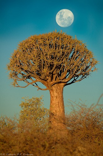 Wschód &quot;superksiężyca&quot; nad drzewem kołczanowym (Aloidendron dichotomum)