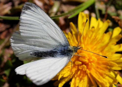 Motyl spotkany w kwietniu 2017 roku, okolice Gorzowa Wlkp., województwo lubuskie, łąki w pobliżu lasu.