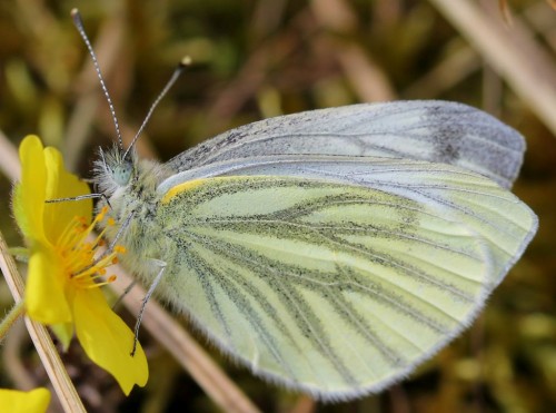 Motyl spotkany w maju 2017 roku, okolice Gorzowa Wlkp., województwo lubuskie, łąki w pobliżu lasu.
