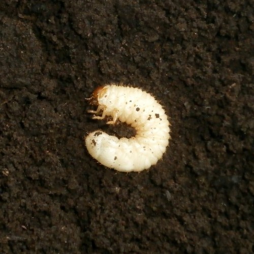 Gnorimus octopunctatus - wyrośnięta larwa odnotwana pod korą spróchniałego dębu.