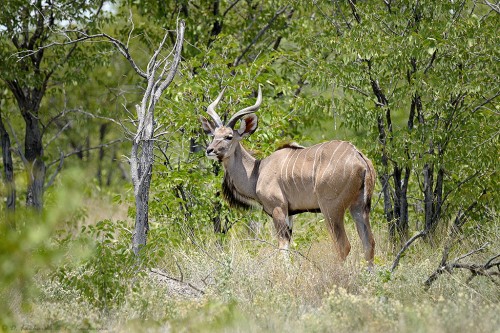 Kudu wielkie (Tragelaphus strepsiceros).