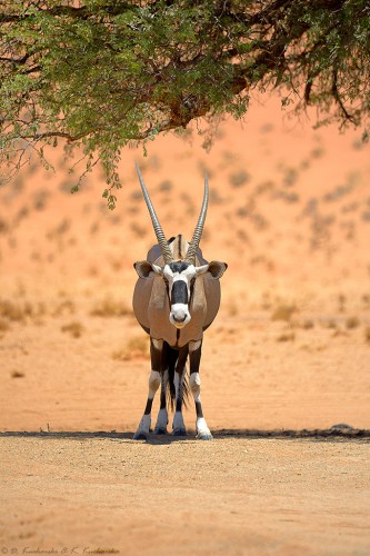 Oryks południowy (Oryx gazella). W południe siedzą pod każdym dostępnym drzewem ;)