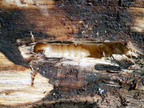 Saperda perforata: wyrośnięta larwa odsłonięta w kolebce.