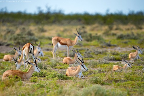 Springbok (Antidorcas marsupialis), wszędzie go było pełno.