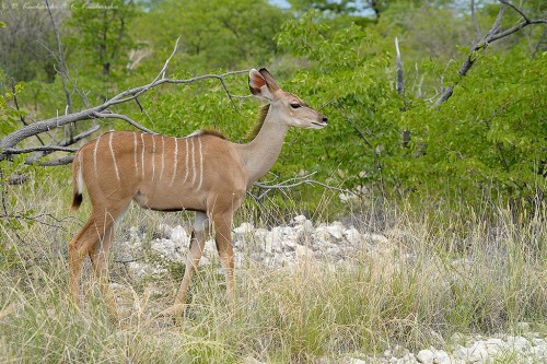 Kudu wielkie (Tragelaphus strepsiceros).