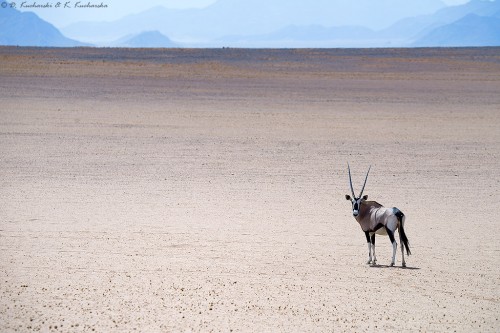 Oryks południowy (Oryx gazella).