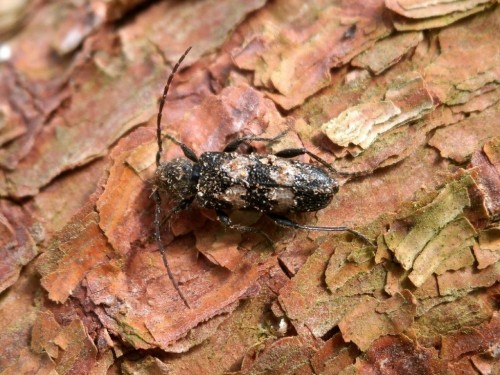 08 IV 2018. Semanotus undatus - samiczka &quot;brudasek&quot; umorusana drobinkami świerkowego drewna.
