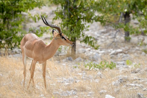Impala zwyczajna (Aepyceros melampus).