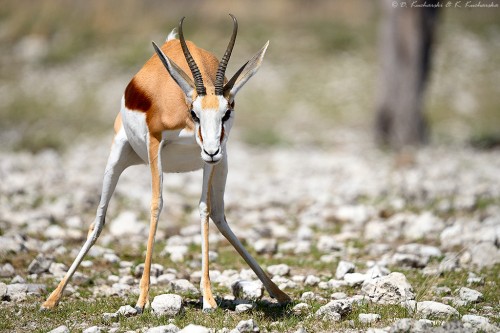 Springbok (Antidorcas marsupialis) przyłapany na... ;)