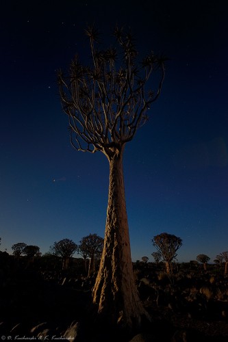 Nocne zdjęcie lasu drzew kołczanowych (Aloidendron dichotomum).