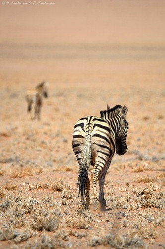 Zebra (Equus quagga) od d...y strony ;)