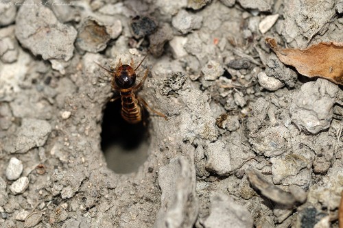 Podziemny termit z parku Etosha.