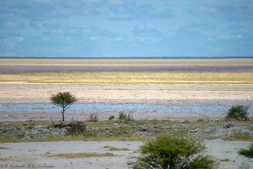 Pustynia w porze deszczowej zmienia swoje kolory. Park Narodowy Etosha.