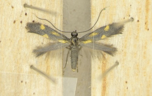 Euspilapteryx auroguttella
