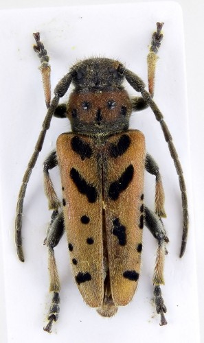 Phytoecia (Helladia) armeniaca