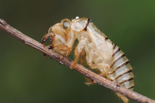 Cicadetta wylinka, zapewne C.montana.JPG