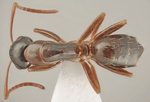 Camponotus fallax_minor dorsal.jpg