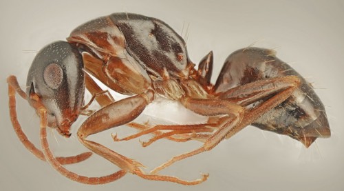 Camponotus fallax_minor lateral.jpg