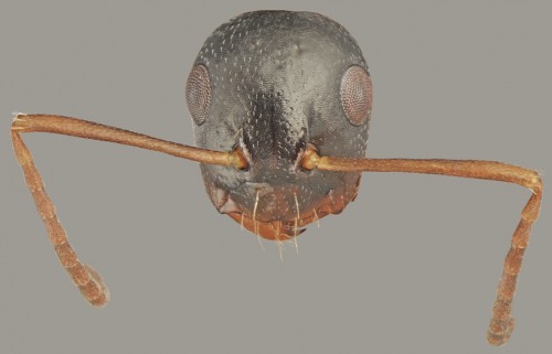 Camponotus fallax_minor head and antennae.jpg