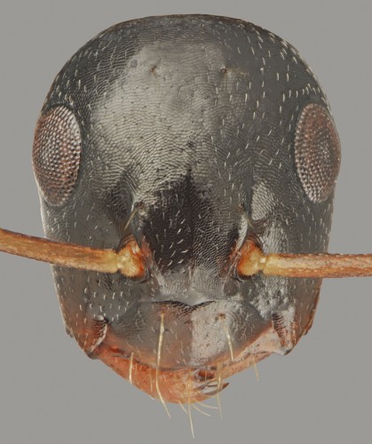 Camponotus fallax_minor head sculpture.jpg
