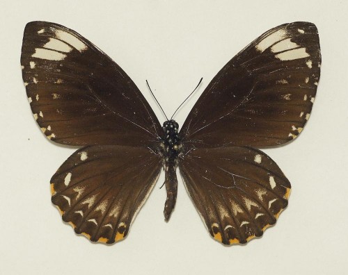 Motyl 1 85 mm.jpg